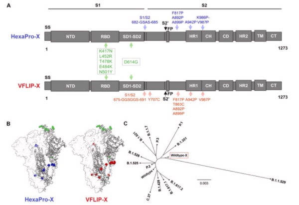 A circular mRNA vaccine prototype producing VFLIP-X spike confers a broad neutralization of SARS-CoV-2 variants by mouse sera