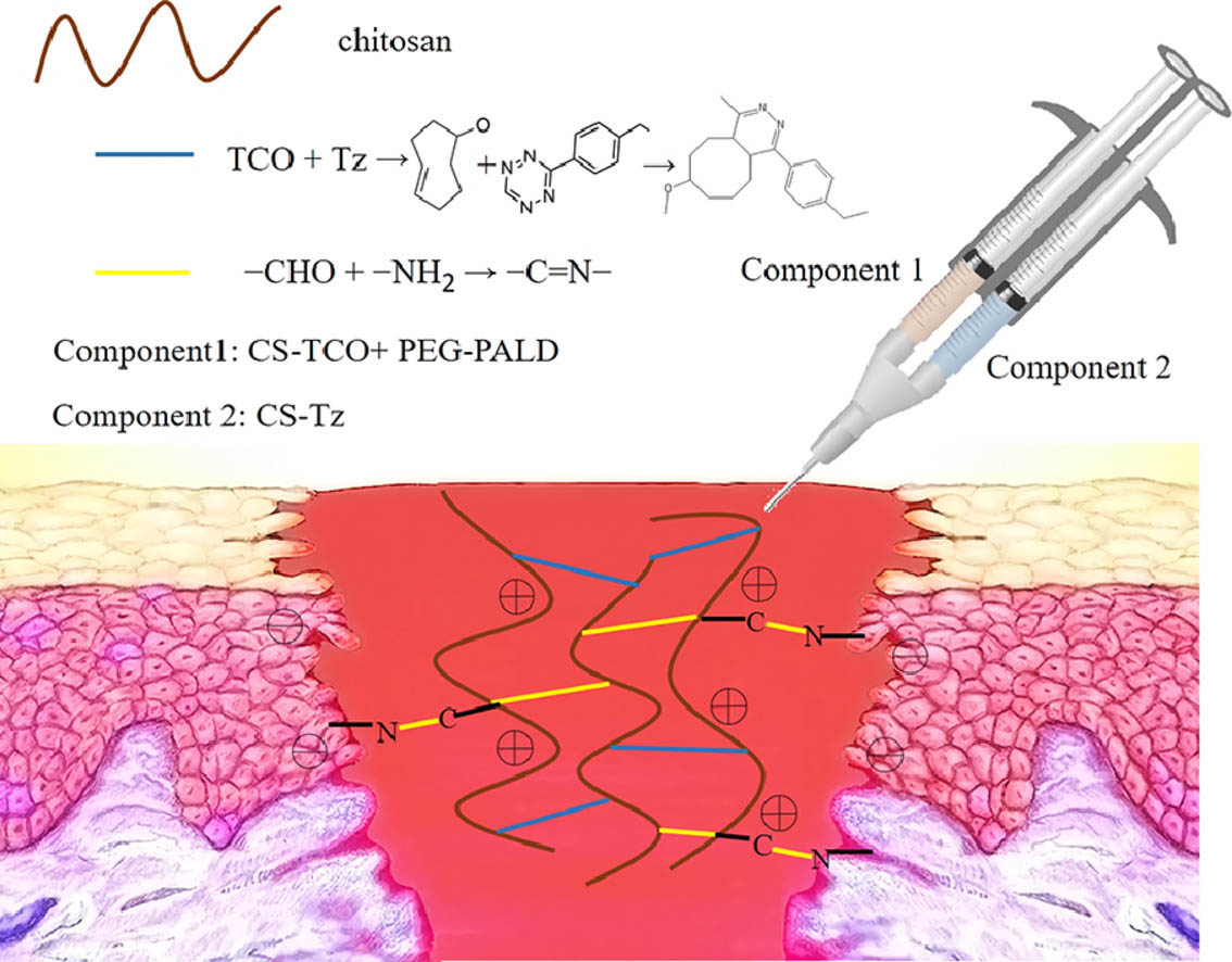 Injectable Click Chemistry-based Bioadhesives for Accelerated Wound Closure