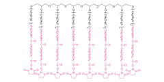 8-arm Poly(ethylene glycol) succinimidyl glutaramide(HG)