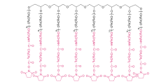 8-arm Poly(ethylene glycol) succinimidyl succinamide(HG)