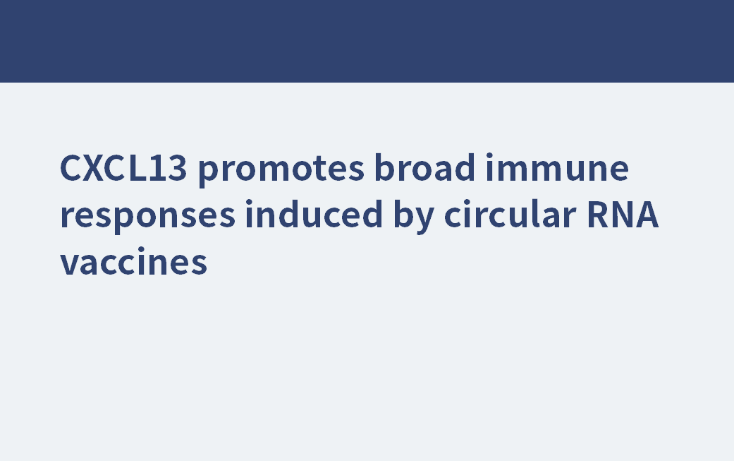 CXCL13 promotes broad immune responses induced by circular RNA vaccines