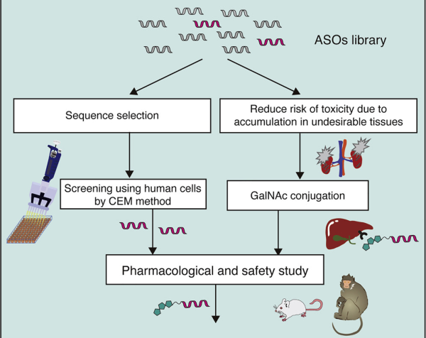 Drug discovery and development scheme for liver-targeting bridged nucleic acid antisense oligonucleotides