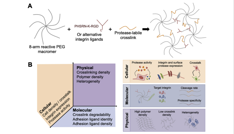 Engineering PEG-based hydrogels to foster efficient endothelial network formation in free-swelling and confined microenvironments