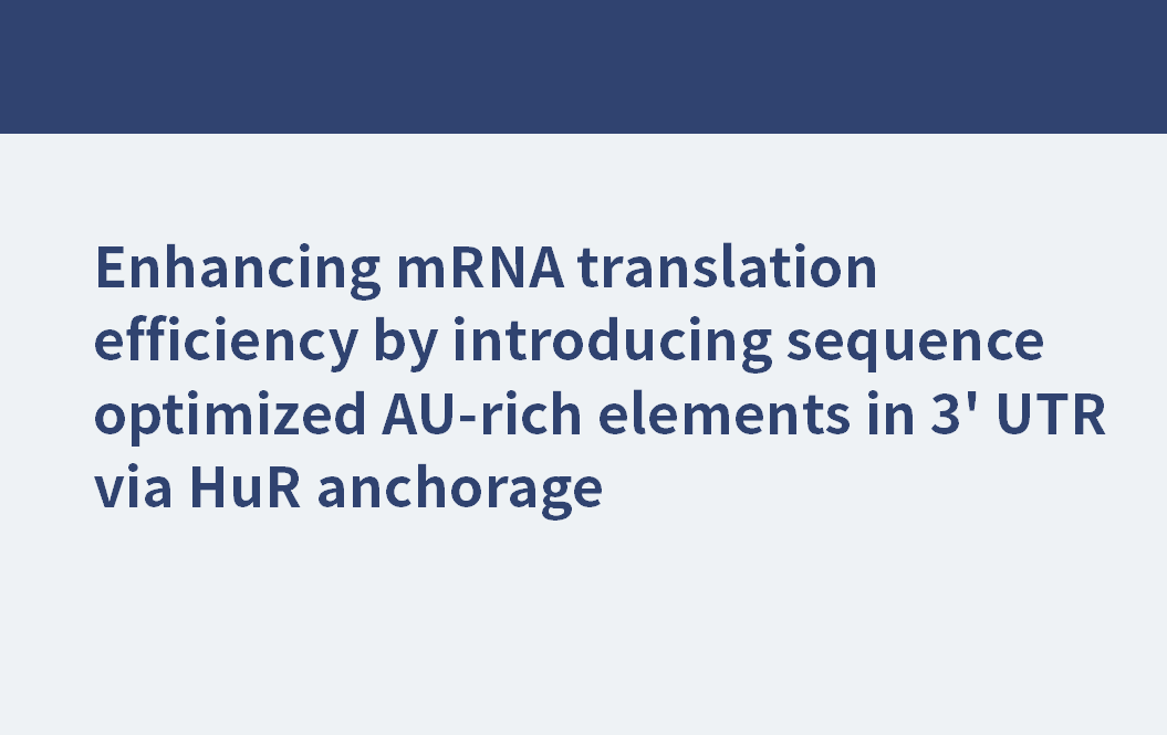 Enhancing mRNA translation efficiency by introducing sequence optimized AU-rich elements in 3' UTR via HuR anchorage