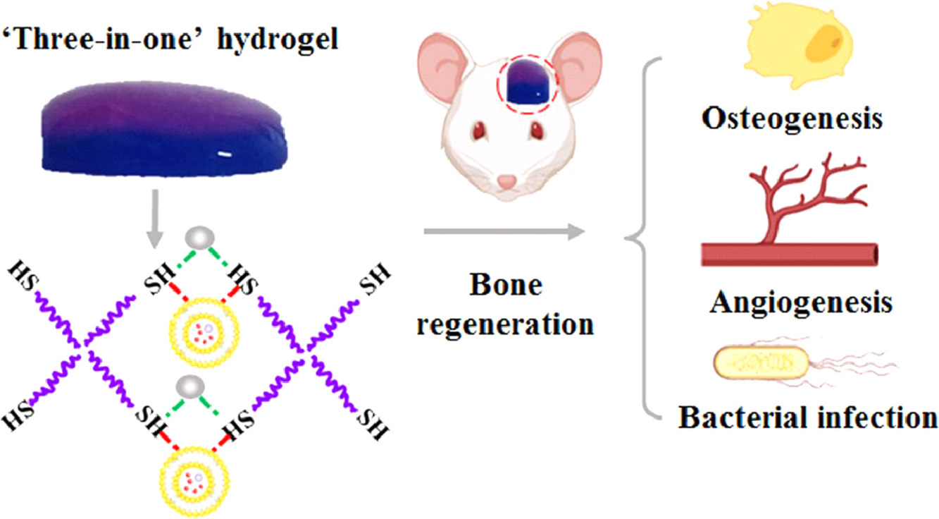 A “three-in-one” injectable hydrogel platform with osteogenesis, angiogenesis and antibacterial for guiding bone regeneration