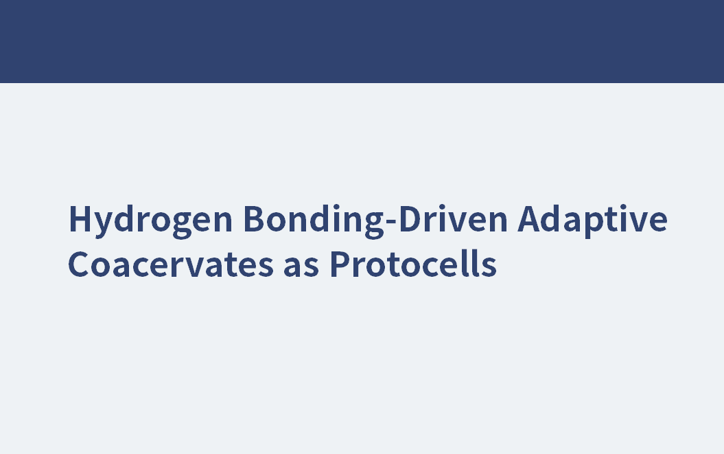 Hydrogen Bonding-Driven Adaptive Coacervates as Protocells