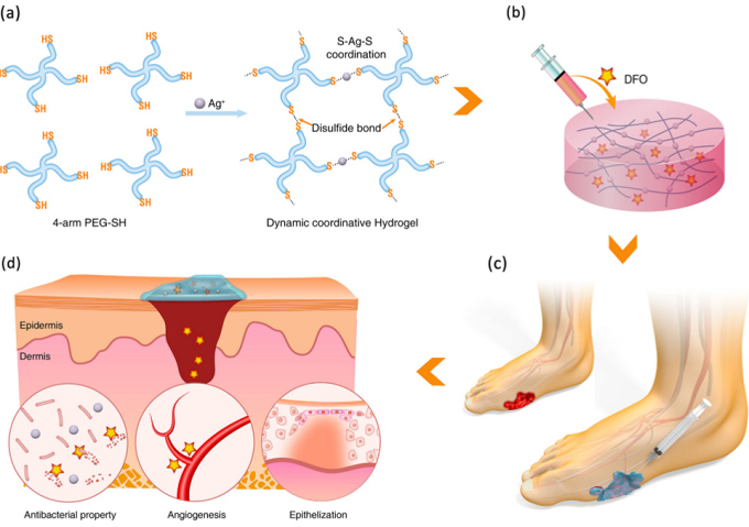An injectable self-healing coordinative hydrogel with antibacterial and angiogenic properties for diabetic skin wound repair